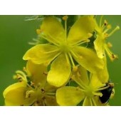 Agrimony: cefalea, bulimia, insonnia, dolori alla schiena
