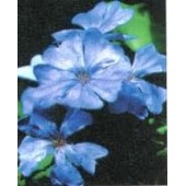 Cerato: indecisione, cefalea