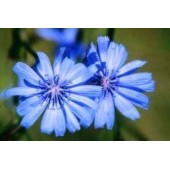 Chicory: possessività