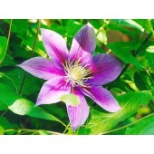 Clematis: Distrazione