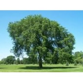 Elm: sensazione d'incapacità