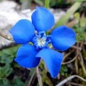Gentian: scoraggiamento