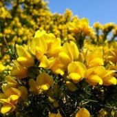 Gorse: disperazione