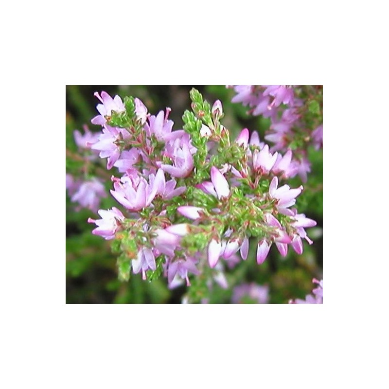 Heather: egocentrismo