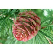 Larch: mancanza di fiducia