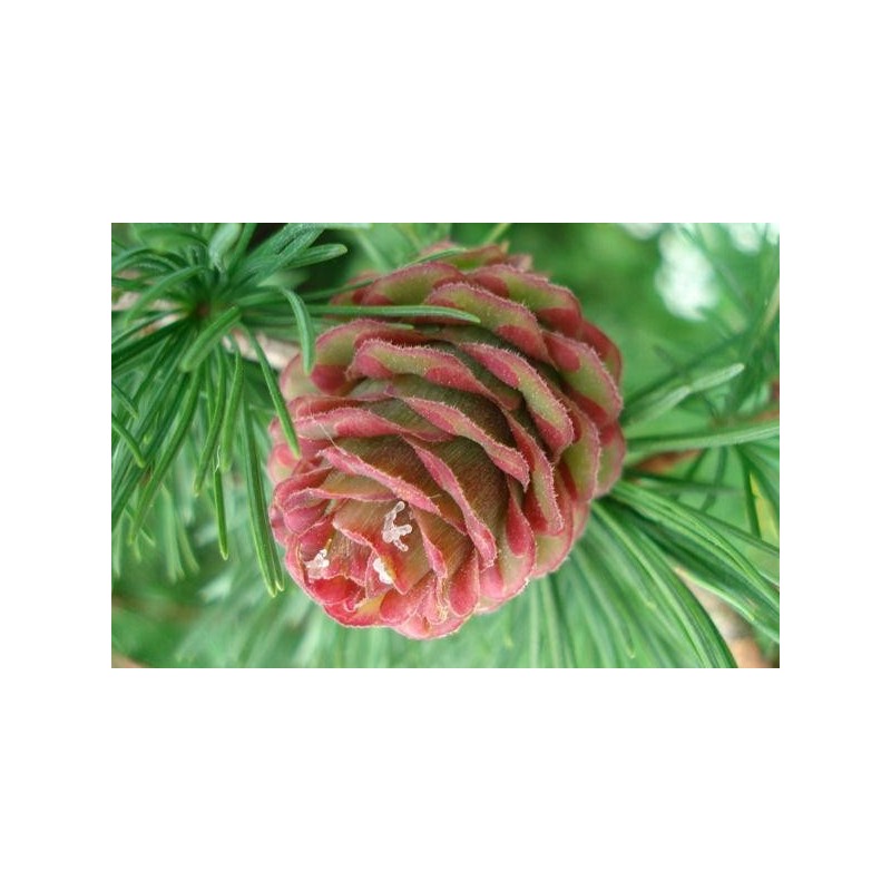 Larch: mancanza di fiducia