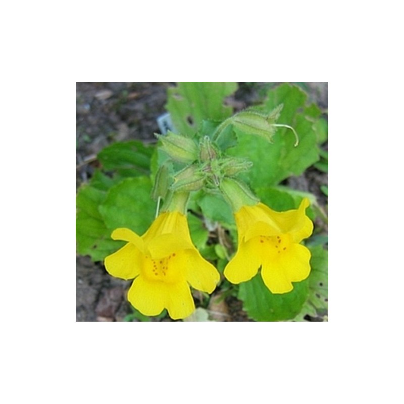 Mimulus: Timidezza, Fobie, Paure Concrete