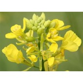 Mustard: profonda tristezza, depressione