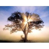 Oak: forte senso del dovere