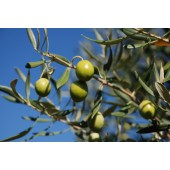 Olive: apatia astenia n° 23