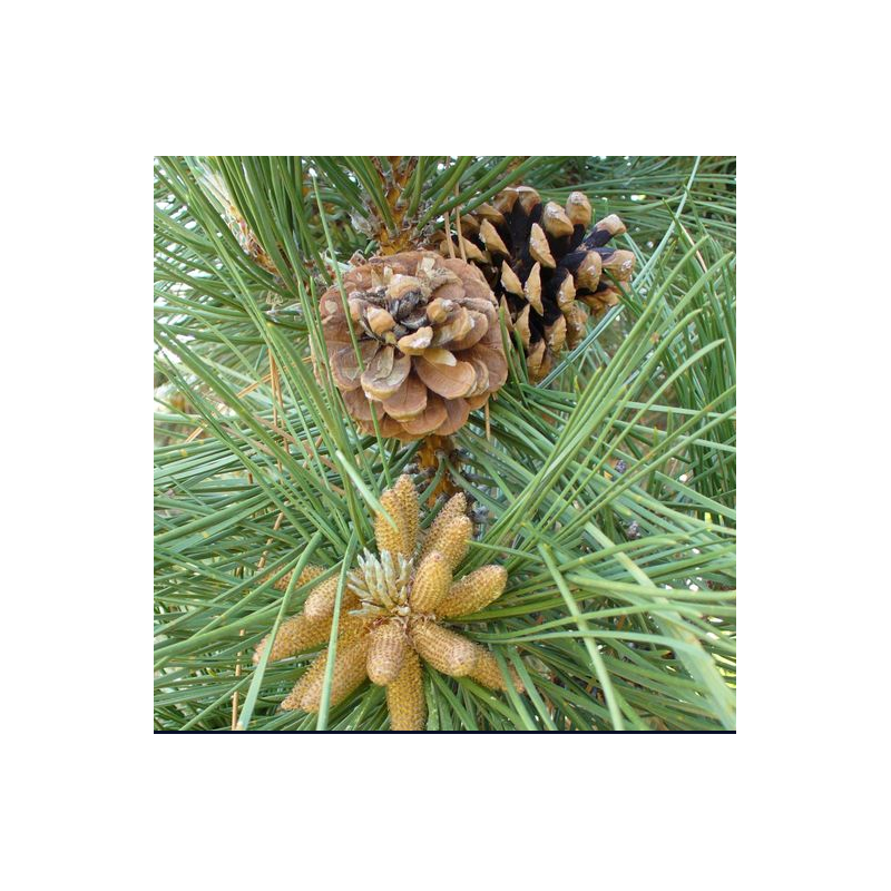 Pine: senso di colpa