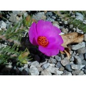 Rock Rose: Panico, Terrore che Paralizza