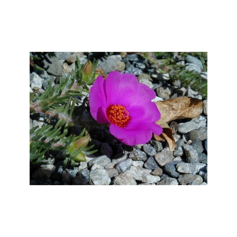 Rock Rose: Panico, Terrore che Paralizza