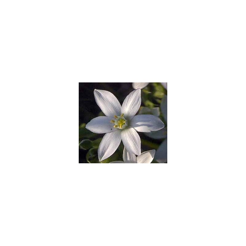 Star Of Bethlehem: Schock Fisico o Psichico