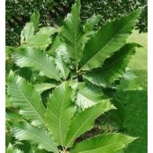 Sweet Chestnut: desolazione, tormento