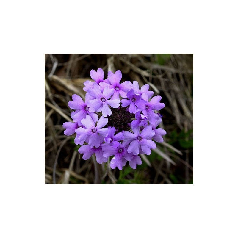 Vervain: Agitazione, Entusiamo Esagerato