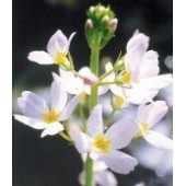 Water Violet: orgoglio, senso di superiorità