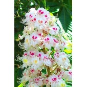 White Chestnut: pensieri ossessivi