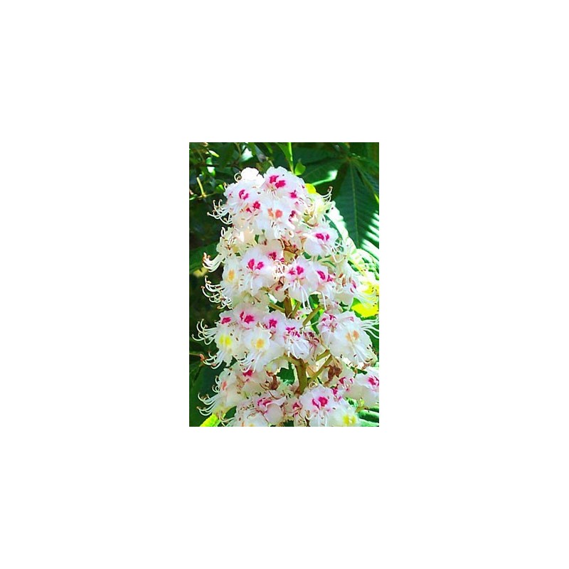 White Chestnut: pensieri ossessivi