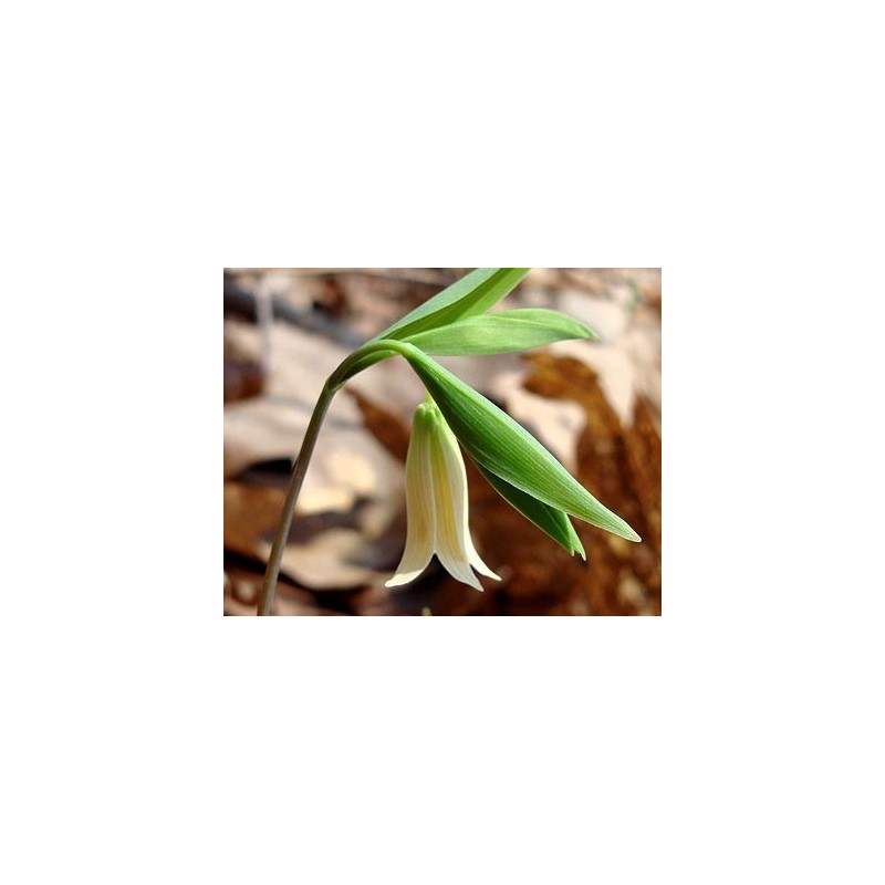 Wild Oat: incertezza