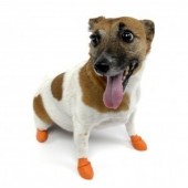 Scarpette Taglia XS (pincer, terrier....)
